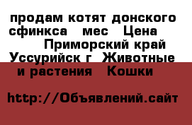 продам котят донского сфинкса 1 мес › Цена ­ 8 000 - Приморский край, Уссурийск г. Животные и растения » Кошки   